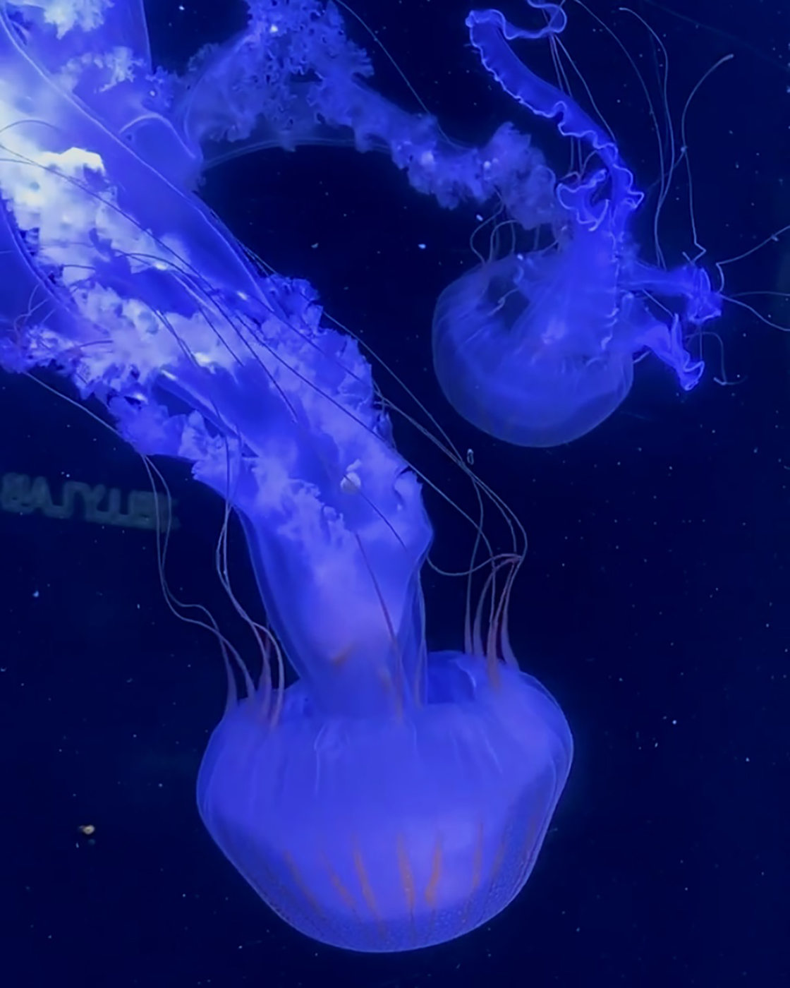 직찍 해파리1.jpg